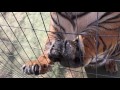 How to trim a tiger's nails