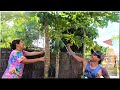 Atsarang Papaya | From Tree to Table