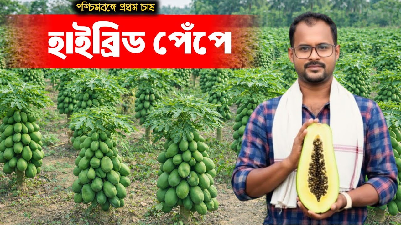 পশ্চিমবঙ্গের প্রথম চাষ হাইব্রিড পেঁপে 🥑 hybrid papaya ! Top lady, green lady, Red lady, Vietnam king