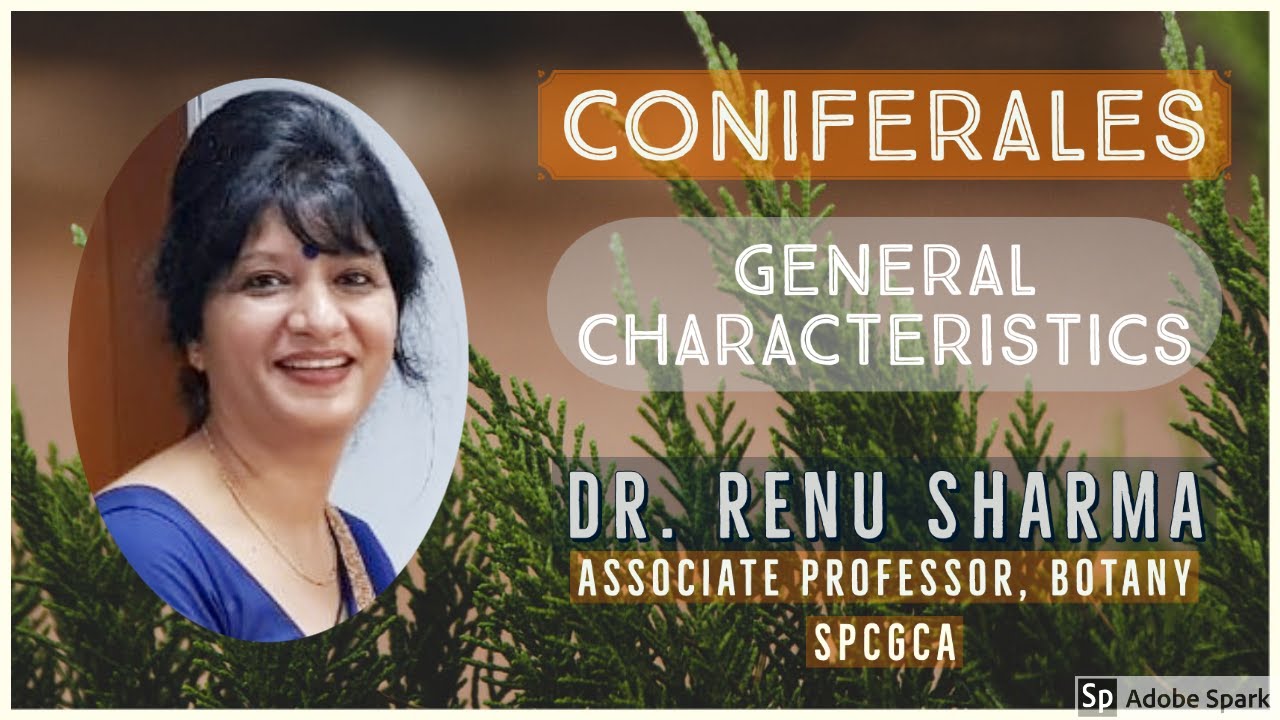 Coniferales - General Characteristics :: Dr. Renu Sharma
