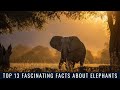 Top 13 Fascinating Facts About Elephants