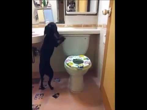 Can You Teach a Dog to Use the Toilet?