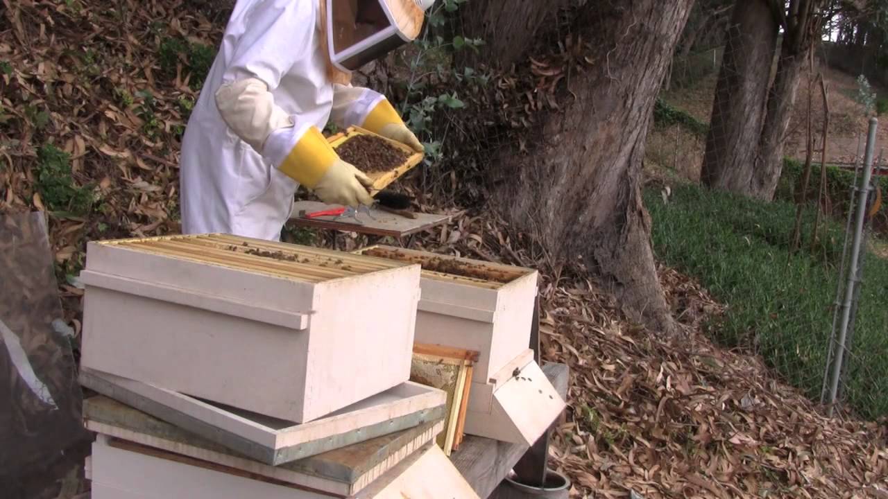 Backyard Beekeeping - October 2014 Update - YouTube