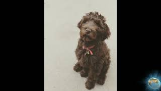 Super FUNNY AND CUTE VIDEOS ❤❤  Labradoodle Compilation