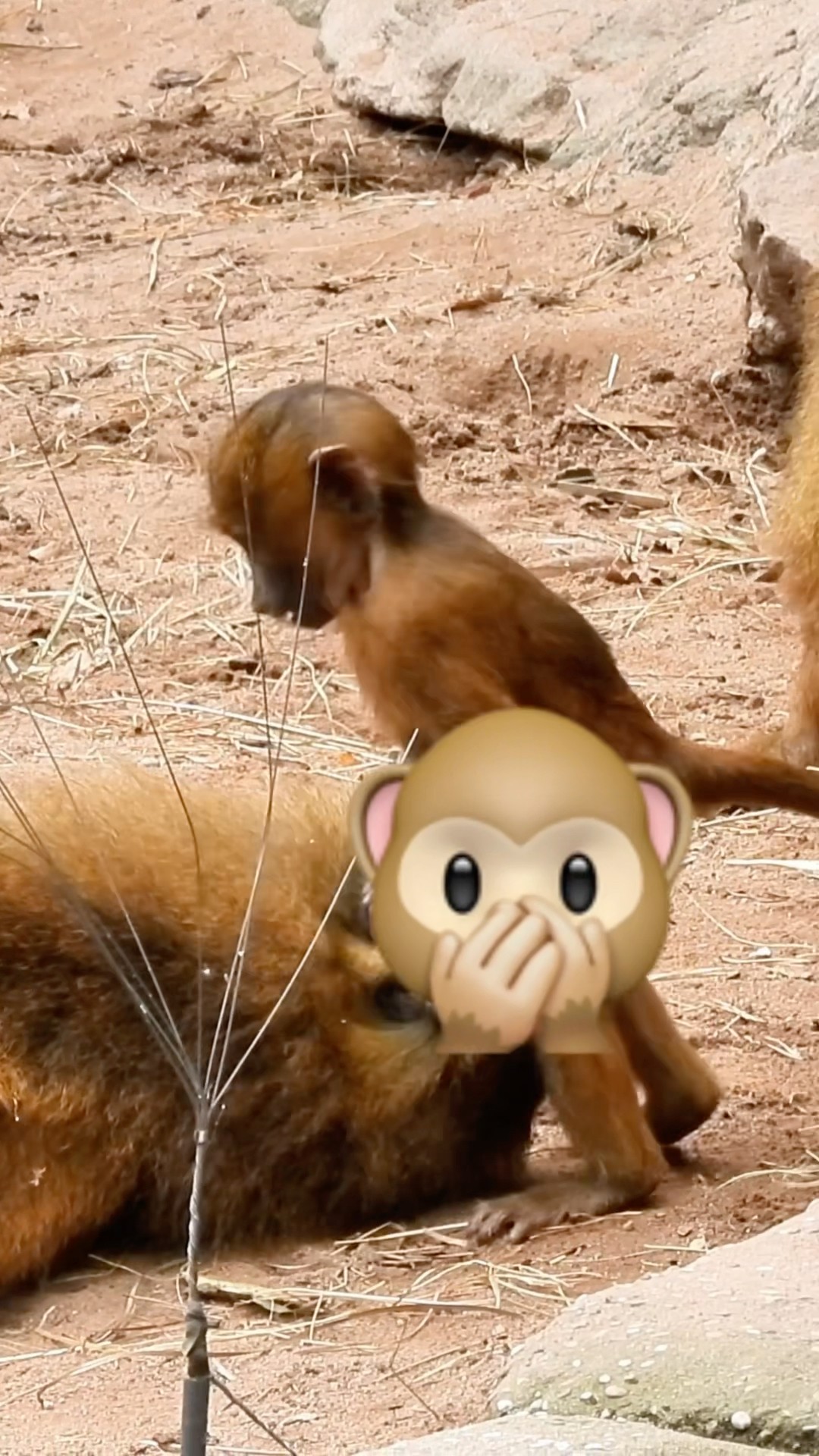 Monkeys Exploring New Areas