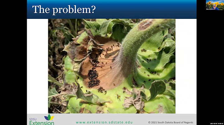Crop Hour: Above ground Sunflower Insect Pests and...