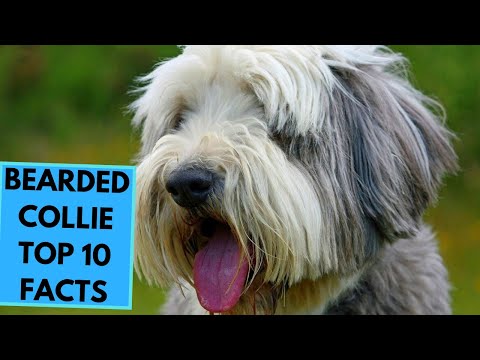 Bearded Collie - TOP 10 Interesting Facts