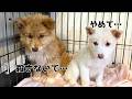 【心を開く野犬の子犬】処分に怯えた保護犬の3ヶ月成長記録