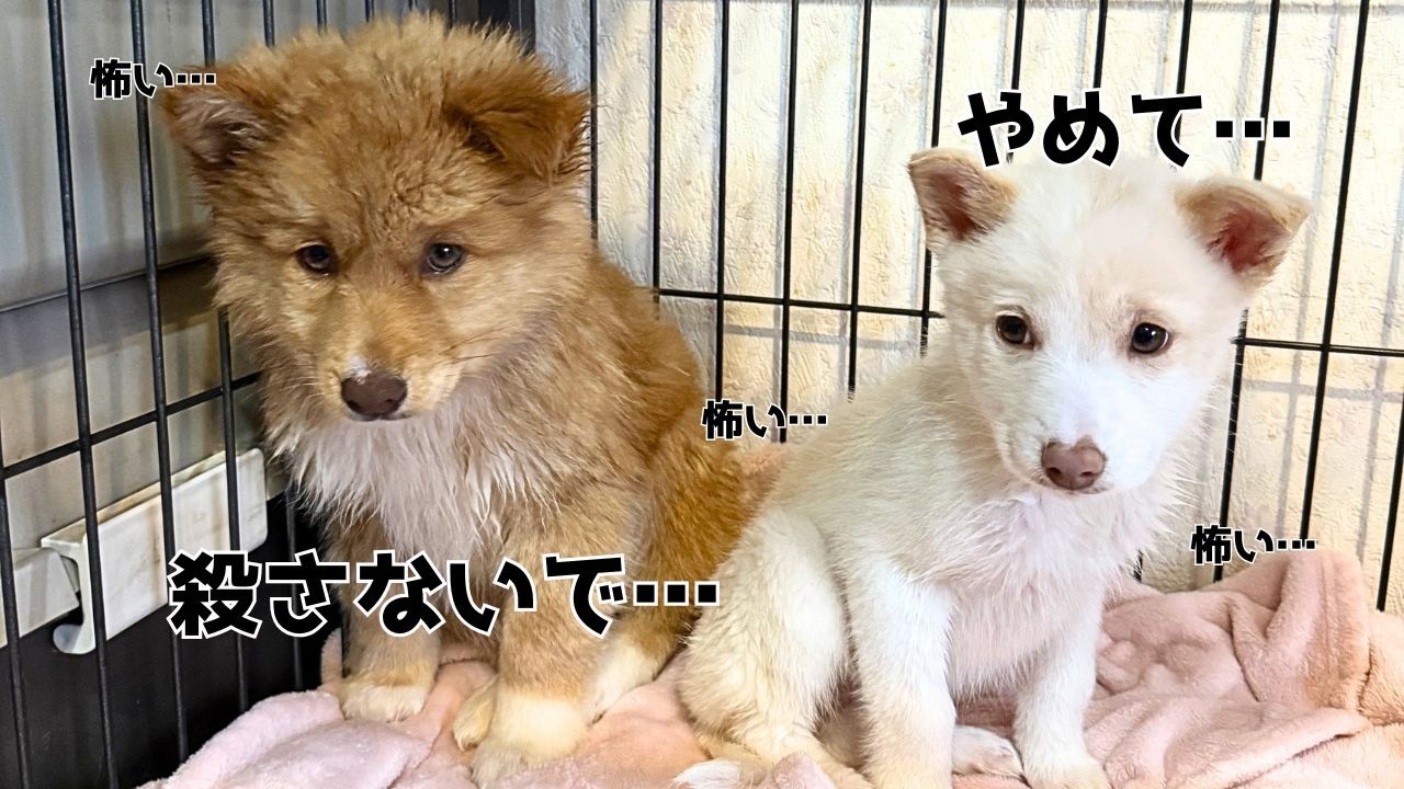 【心を開く野犬の子犬】処分に怯えた保護犬の3ヶ月成長記録