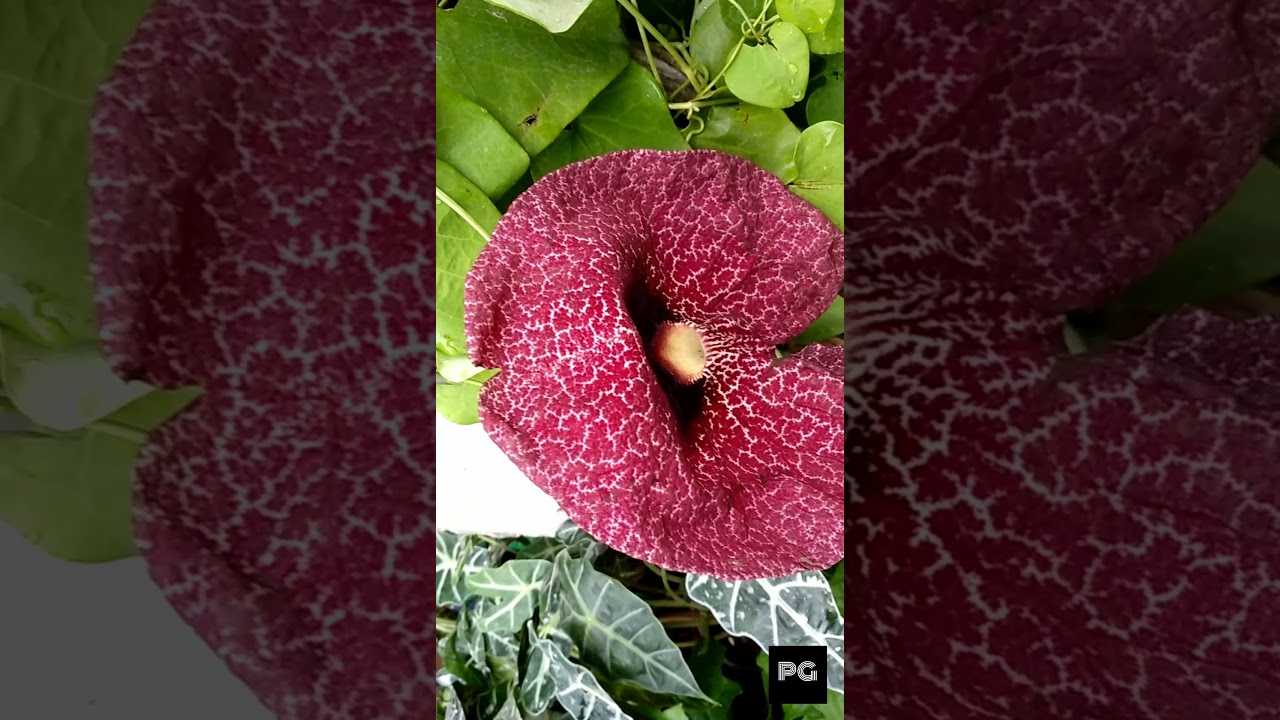 Duck flower, a.k.a, the pelican flower, is a deciduous vine with