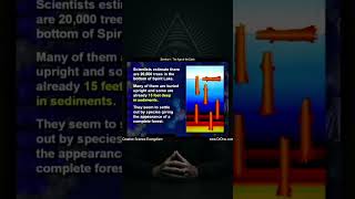 Dr. Kent Hovind: Petrified Trees Prove the Earth Is Young