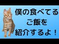 【ねこ】我が家のネコのご飯【ロイヤルカナン】