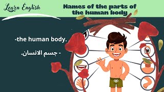 humanbody human learning english تعلم اللغات اللغة_الانجليزية_للمبتدئين