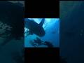 Огромная Китовая акула 😍 Whale shark.    Inst - Diver_stars_phuket