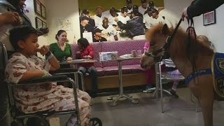 Mini Horse cheers up young patients at a New York Hospital