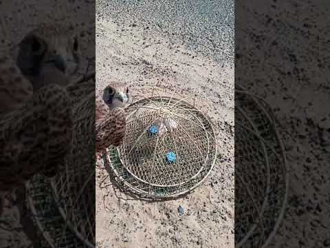 صيد الباشق