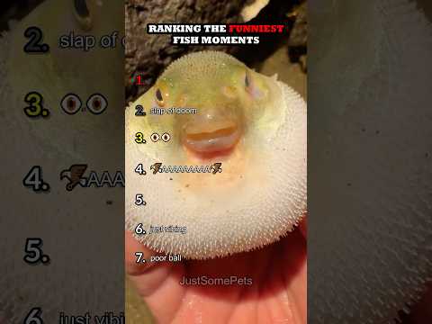 Ranking The Funniest