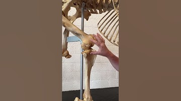Horses Inside Out: Did You Know...? The stifle.