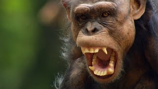 Wild Habitat - Nature Documentaries