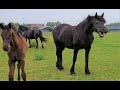 Those ears... What are they saying? Friesian Horses.