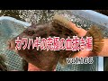 カワハギの究極の血抜き編 vol166