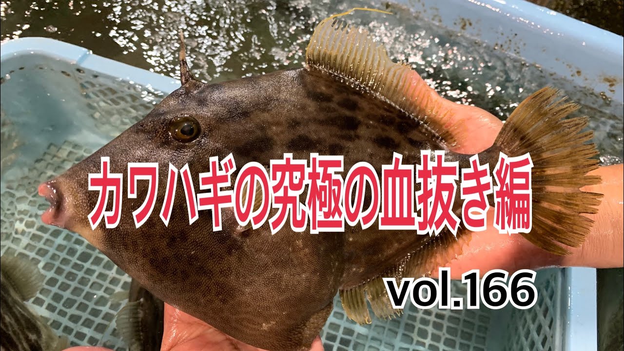 カワハギの究極の血抜き編 Vol166 Youtube