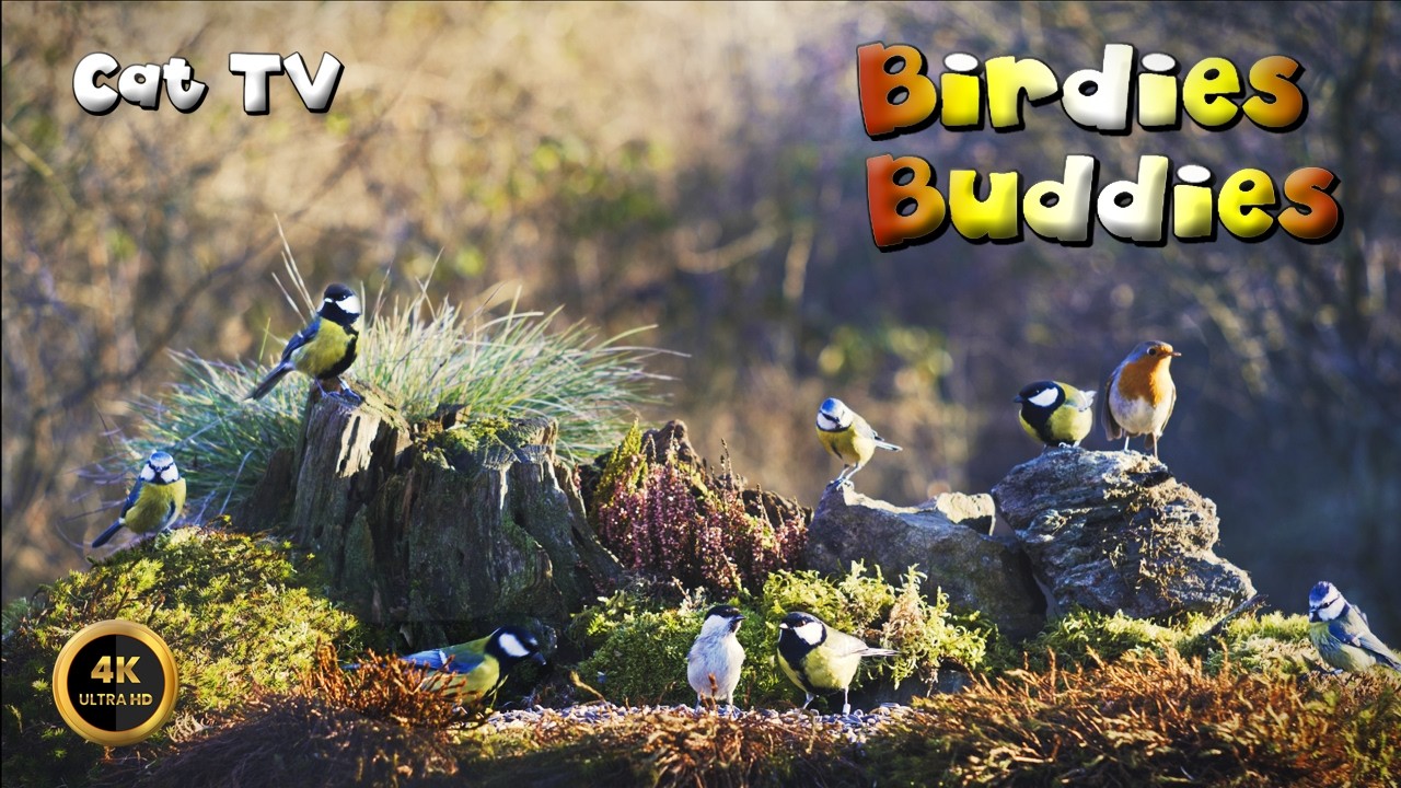 Cat TV for cats to watch 🐈 -  Birds in the Forest Feeder – Calm & Peaceful 🦜🌿 (4K)