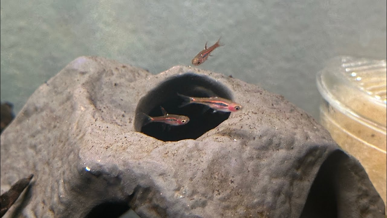 Evening Feeding With The Chili Rasbora - YouTube