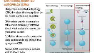 Autophagy Review