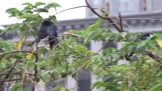 1081024溼地一群大捲尾-2
