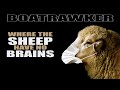 Where the sheep have no brains by screw u