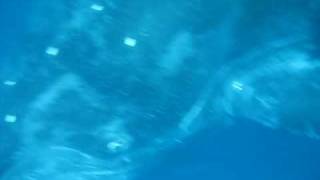 Honolulu Scuba Co Whale Video 5