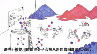 Asea Redox 什么是氧化还原信号分子水