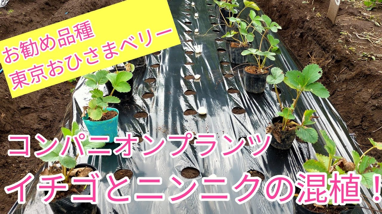 相性抜群 イチゴ 東京おひさまベリー とニンニク ホワイト6片 の植え付けしました Youtube 相性抜群 イチゴ 東京おひさまベリー とニンニク ホワイト6片 の植え付けしました Youtube