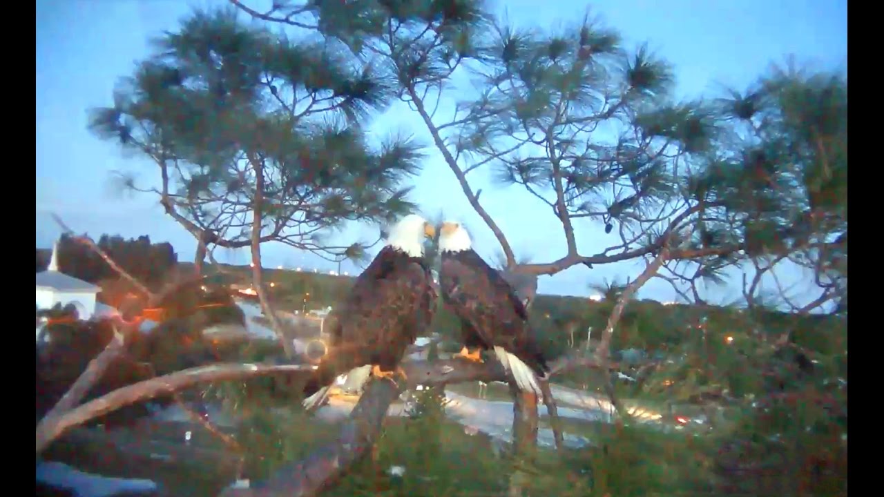 Sw Fla Eagles 11 10 16 H M Drinking Water At Pond More Mating This Evening