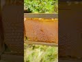 #beekepers #beekeeper #beehive  #bee #bees #honeybee #beelife #honey