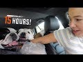 15 Hour Roadtrip With Three English Bulldogs!