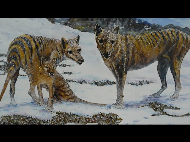 Living Thylacines, an 0il on Canvas Painting of a family of Tasmanian Tigers.