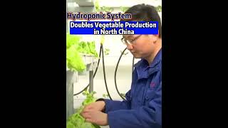 Hydroponic System Doubles Vegetable Production In North China fyp fyp china