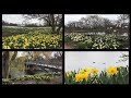 BEAUTIFUL DAFFODILS AT CHICAGO BOTANIC GARDEN SPRING 2022