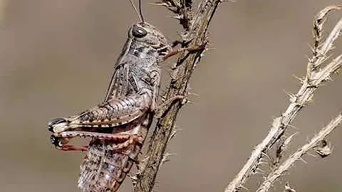 Саранча при необходимости может менять цвет.