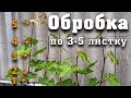 Обробка винограду по 3-5 листку. В яких випадках вона необхідна.