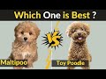 Maltipoo vs toy poodle  comparison between two dog breeds