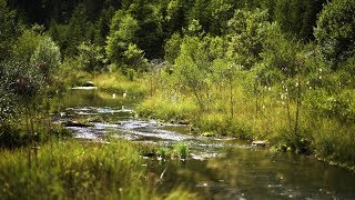 Soothing Rain Falling over the Stream that flows Quietly near the Mountain Forest - 10 Hours by Relax Sleep ASMR 54,491 views 4 years ago 10 hours