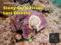 view Stony Coral Tissue Loss Disease - Smithsonian Marine Station digital asset number 1
