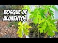 INCREÍBLE Paseo Por Un BOSQUE DE ALIMENTOS 🌲 PERMACULTURA