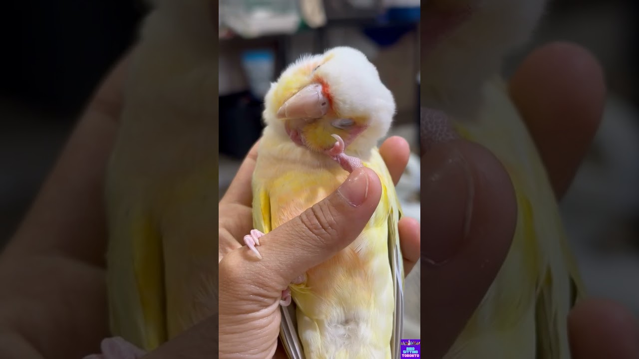 Cheeks's boarding recap with Bird Sitting Toronto