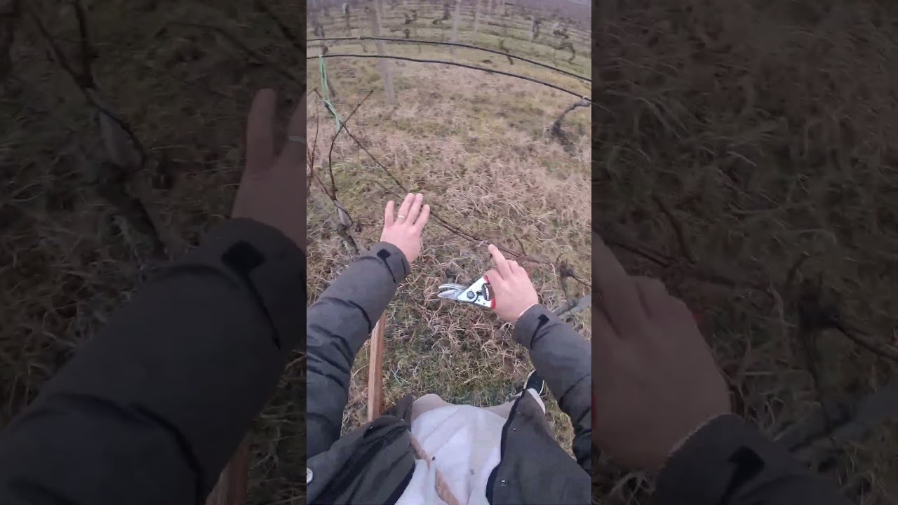 Calming winter vineyard pruning silence 😴❄️✂️