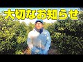 みかん農家になりました!近況報告と重大発表。