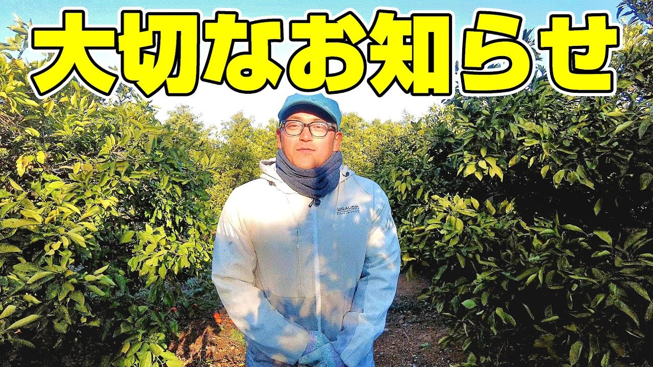 みかん農家になりました!近況報告と重大発表。